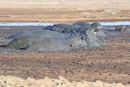 Hippos Wallowing in Mud