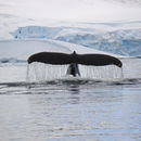 Humpback Whale, Paradise Harbour
