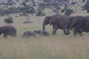 Young Elephants in the Serengeti