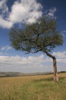 Landscape in the Serengeti