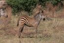 Zebra Foal, Lake Manyara