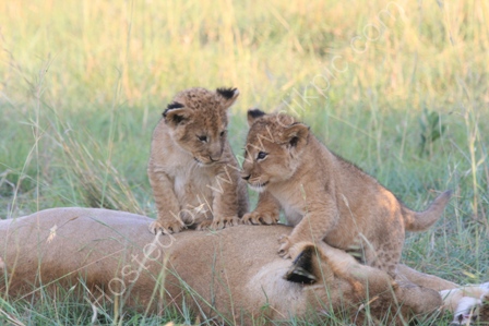 Lion Cubs Playing