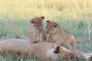 Lion Cubs Playing