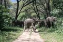Elephants in Lake Manyara NP