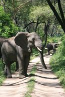 Bull Elephant on Road