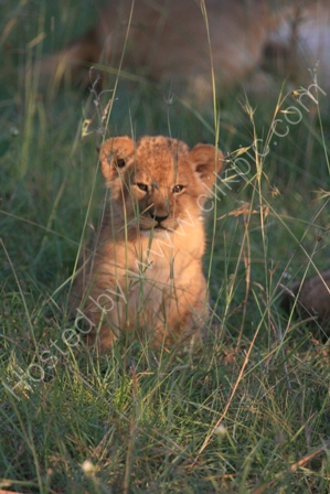 Lion cub in the Serengeti