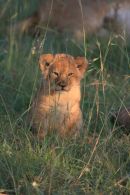 Lion cub in the Serengeti