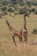 Giraffes, Serengeti