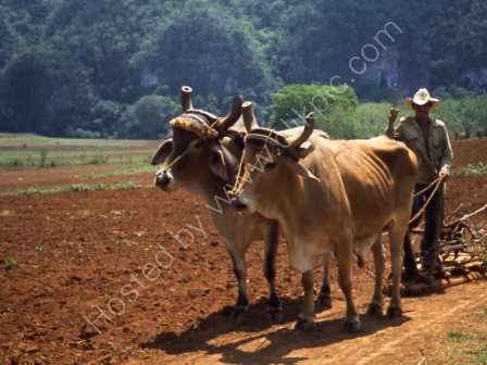 Farmer Ploughing near Vinales
