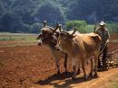 Farmer Ploughing near Vinales