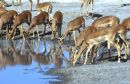 Herd of Impala