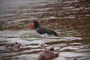 American Oyster Catcher