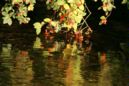 Autumn Reflections