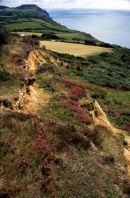 Golden Cap, Dorset