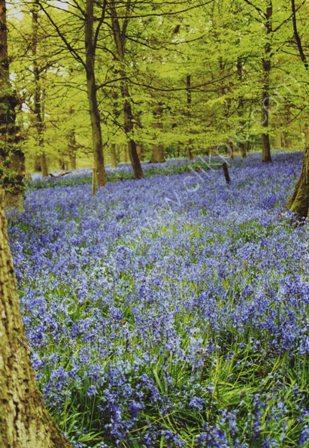 Bluebells near Wilton, Wilts