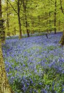 Bluebells near Wilton, Wilts