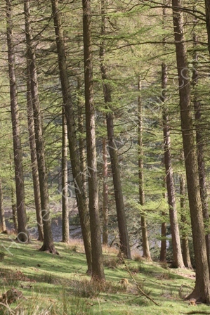 Woods in Derbyshire