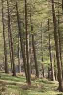 Woods in Derbyshire