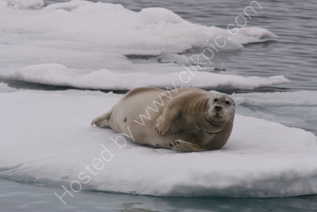 Bearded Seal on Ice Floe