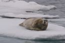 Bearded Seal on Ice Floe
