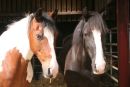 Wellow RDA Ponies