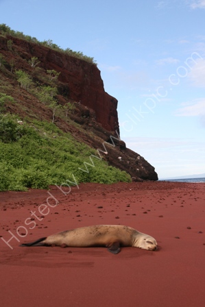Sealion, Rabida Island