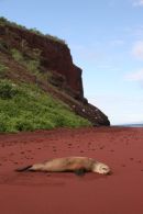 Sealion, Rabida Island