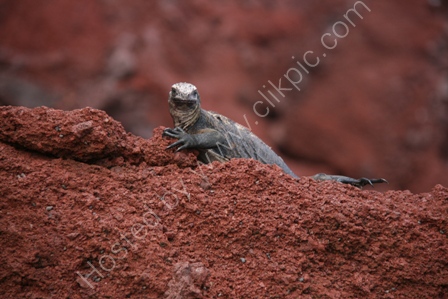 Marine Iguana, Galapagos Is