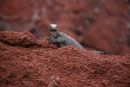 Marine Iguana, Galapagos Is