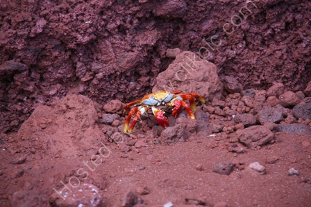 Sally Lightfoot Crab, Rabida Is