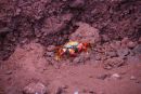 Sally Lightfoot Crab, Rabida Is
