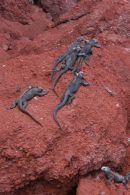 Marine Iguanas, Rabida