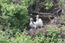 Pelican Chicks