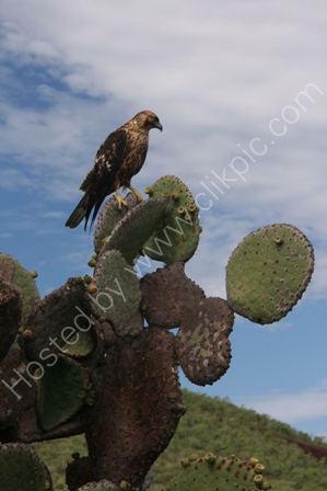 Galapagos Hawk, Genovesa Is