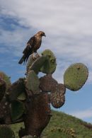 Galapagos Hawk, Genovesa Is