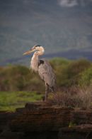 Great Blue Heron, Santiago Island