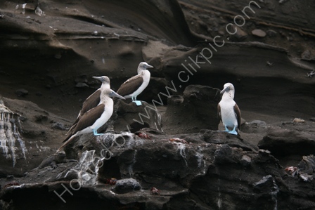 Blue Footed Boobies, Galapagos Is