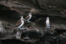 Blue Footed Boobies, Galapagos Is