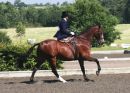 At the National Side Saddle Association Championships