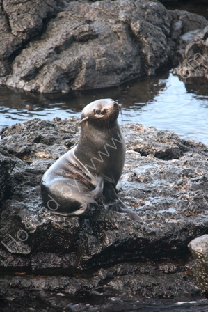 Fur Seal, Santiago Is, The Galapagos