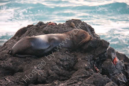 Fur Seal, Santiago Island