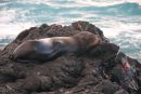 Fur Seal, Santiago Island