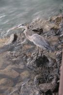 Grey Heron on Rocks