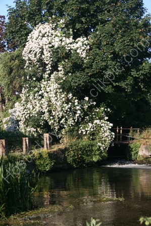 Roses at the Mill Pool