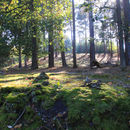 Autumn Scene, Brownsea Island