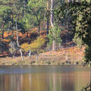 Brownsea Island in Poole Harbour
