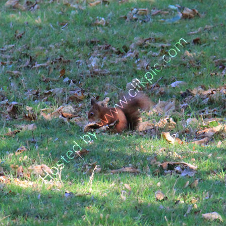Red Squirrel, Brownsea Island