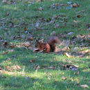 Red Squirrel, Brownsea Island