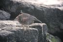 Lava Heron