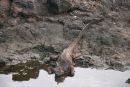 Marine Iguana Drinking